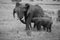 Momma and nursing baby Elephant in black and white