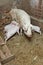 Momma pig feeding pigs in barn