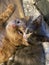 Momma red tabby and tortoise shell kitten playing