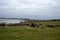 Mommark Strand coast beach in the Winter - Denmark