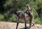 Mommy and Baby Baboon in Kruger National Park