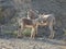 Mommy and her babe, wildlife, donkeys, wild burros