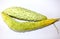 Momordica charantia bitter gourd greeny vegetable