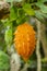 Momordica Charantia Fruit Close-up