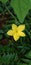 Momordica charantia , yellow flower back green leaf