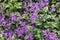 Mona Lavender Plectranthus background