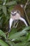 Mona monkey (Cercopithecus mona) in a tree.