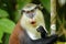 Mona monkey eating in a tree, Grand Etang National Park, Grenada