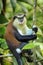 Mona monkey sitting on a tree, Grand Etang National Park, Grenada