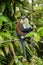 Mona monkey sitting on a tree, Grand Etang National Park, Grenada