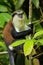 Mona monkey sitting on a tree, Grand Etang National Park, Grenada