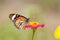 Monach butterfly on zinnia flower