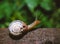 Monacha cartusiana - a mollusk crawls on green leaves in a garden