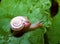 Monacha cartusiana - a mollusk crawls on green leaves in a garden