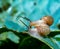 Monacha cartusiana - a mollusk crawls on green leaves in a garden