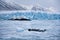 Monaco Glacier - Svalbard Islands - Spitsbergen