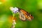 Monarch Autumn - Monarch gathering Nectar from lavendar flower