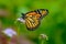 Monarch Autumn - Monarch gathering Nectar from small lavendar f