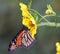 Monarch on Beggarticks Flower