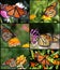 Monarch Butterflies