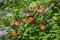 Monarch Butterflies