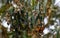 Monarch butterflies cling to a eucalyptus branch