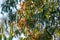 Monarch butterflies cluster in the limbs of majestic Eucalyptus trees, Pismo Beach Grove, California