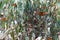 Monarch Butterflies clustered in a Eucalyptus tree