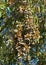 Monarch butterflies clustering together in eucalyptus trees