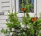 Monarch Butterflies on Conifer in front of house.