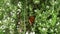 Monarch Butterflies in Garden wide shot