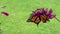 Monarch Butterflies hanging on purple butterfly bush light wind copy space