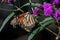 Monarch butterflies mating on ironweed flower.