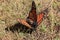 Monarch Butterflies mating, Michoacan, Mexico