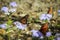 Monarch Butterflies Migration