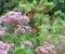 Monarch butterflies on pink milkweed