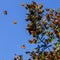 Monarch Butterflies on tree branch in blue sky background