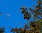 Monarch Butterflies on tree branch in blue sky background