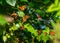 Monarch butterflies on tree branches