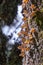 Monarch Butterflies on tree trunk