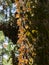 Monarch Butterflies on tree trunk