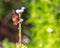 Monarch Butterflies on Wildflowers