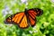 Monarch butterfly