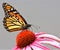 Monarch Butterfly