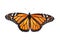 Monarch Butterfly