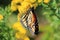 Monarch Butterfly