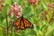 Monarch butterfly