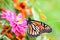 Monarch butterfly