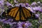 Monarch Butterfly