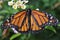 Monarch butterfly